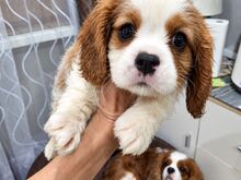 Cavalier King Charles spanjeli kutsikad!
