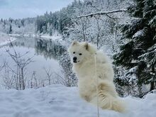 Продаются милые щенки