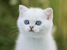 Eritingimustel sinisilmne Šoti tüdruk