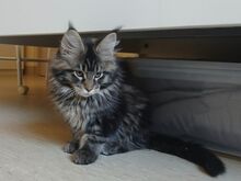 Maine Coon