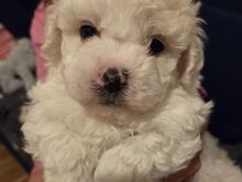Bichon Frise