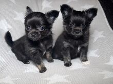Chihuahua Kutsikad | Kennelklubis Registreeritud