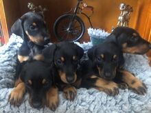 Dobermanni kutsikad