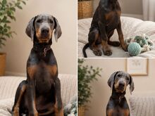 dobermanni kutsikas