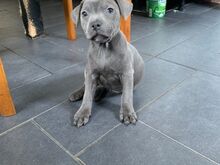 Staffordshire'i bullterjeri kutsikad