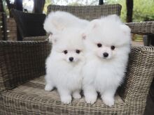 Pomeranian kutsikad