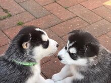 Siberi husky