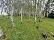 Trimmerdamine Kagu-Eestis