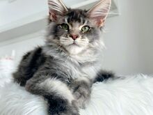 Maine Coon