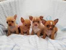 Chihuahua - Puppies