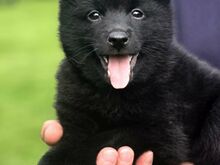 Schipperke kutsikad otsivad uut kodu