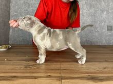 American Bully kutsikad