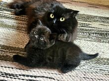 Котёнок скоттиш-страйт
