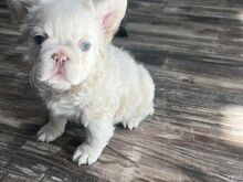 Fluffy frenchies