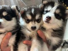 Pomsky