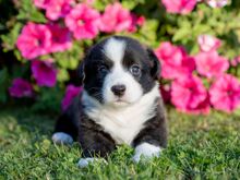 Welsh Corgi Cardigan
