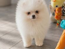 Pomeranian spits
