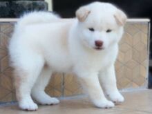 Jaapani Shiba Inu kutsikad.