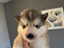 Alaska malamuut