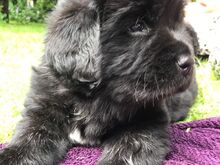 Newfoundlandi kutsikad