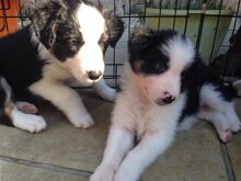 Bordercollie kutsikad