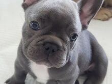 AKC Prantsuse buldogi kutsikad