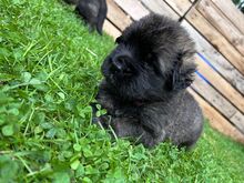 LEONBERGER