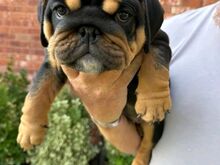 English bulldog puppies