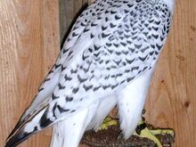 GYR x PEREGRINE FALCONS for Sale