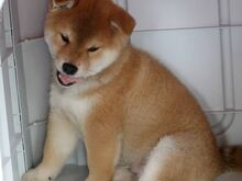 Jaapani shiba inu