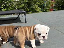 Inglise buldog