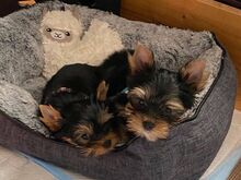 Two Adorable Yorkie puppies