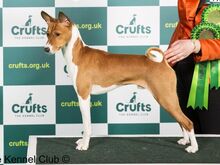 Basenji kutsikad