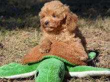 Maltipoo kutsikad