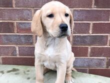 Labradori retriiveri kutsikad