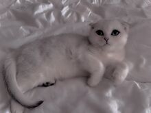 Scottish fold
