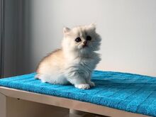 Редкий британский длинношёрстный котёнок