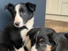 Bordercollie