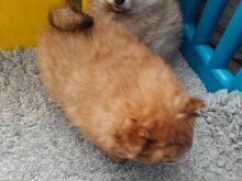 Pommeri kääbusspits