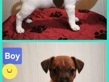 Jack Russell terjer kutsikad