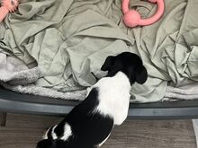 2 alles!! Jackrussle kutsikad..võtke minuga ühendu