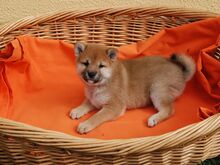 Shiba inu