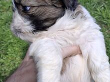 Ideaalsed Shih Tzu kutsikad