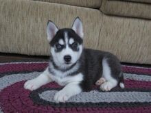 Siberi husky kutsikad