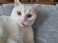 Kassipoiss Gizmo