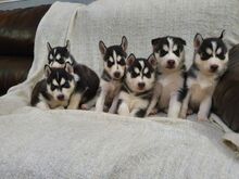 Siberi husky kutsikad