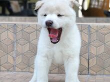 Jaapani shiba inu