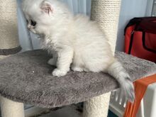 Британские длинношёрстные и короткошёрстные котята