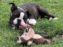 Kennel müüb Bostoni terjeri kutsikaid.