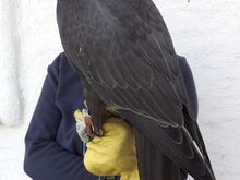 BIRDS OF PREY (GYR, Saker, Peregrine Falcons)